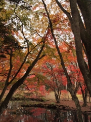 もみじ狩り　その2