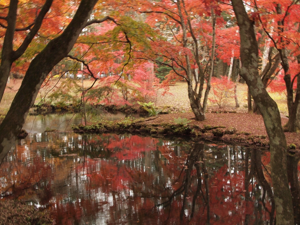 もみじ狩り　その1