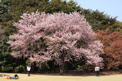 桜