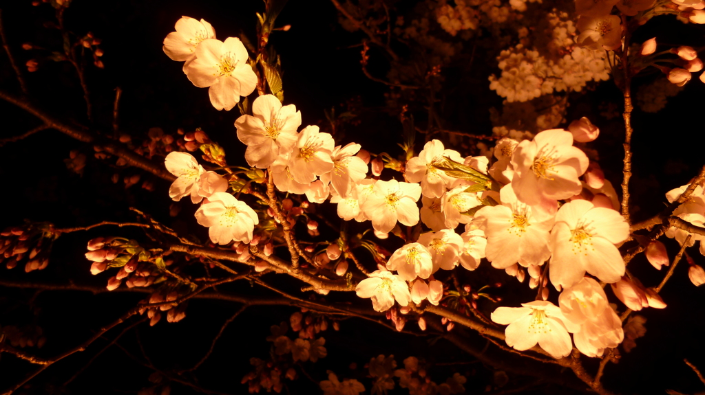 桜