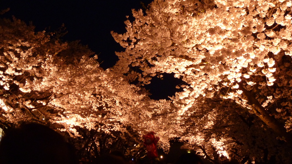 夜のお花見