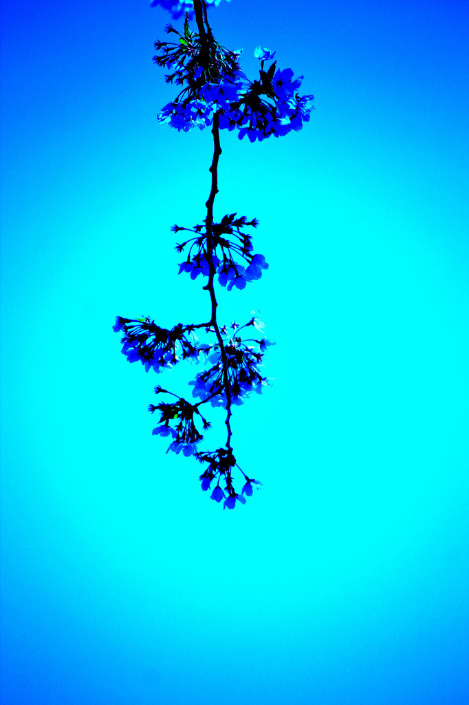冷たそうな桜