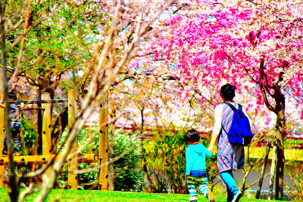 桜が散ったら帰りましょ