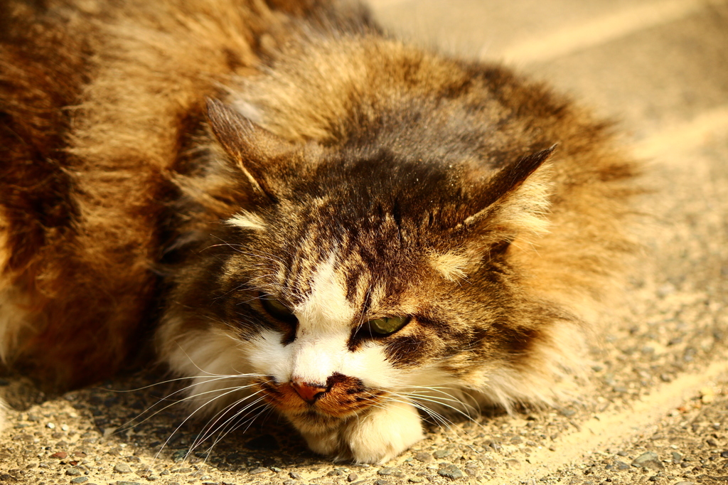 眠いんだよ