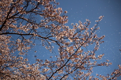 桜吹雪