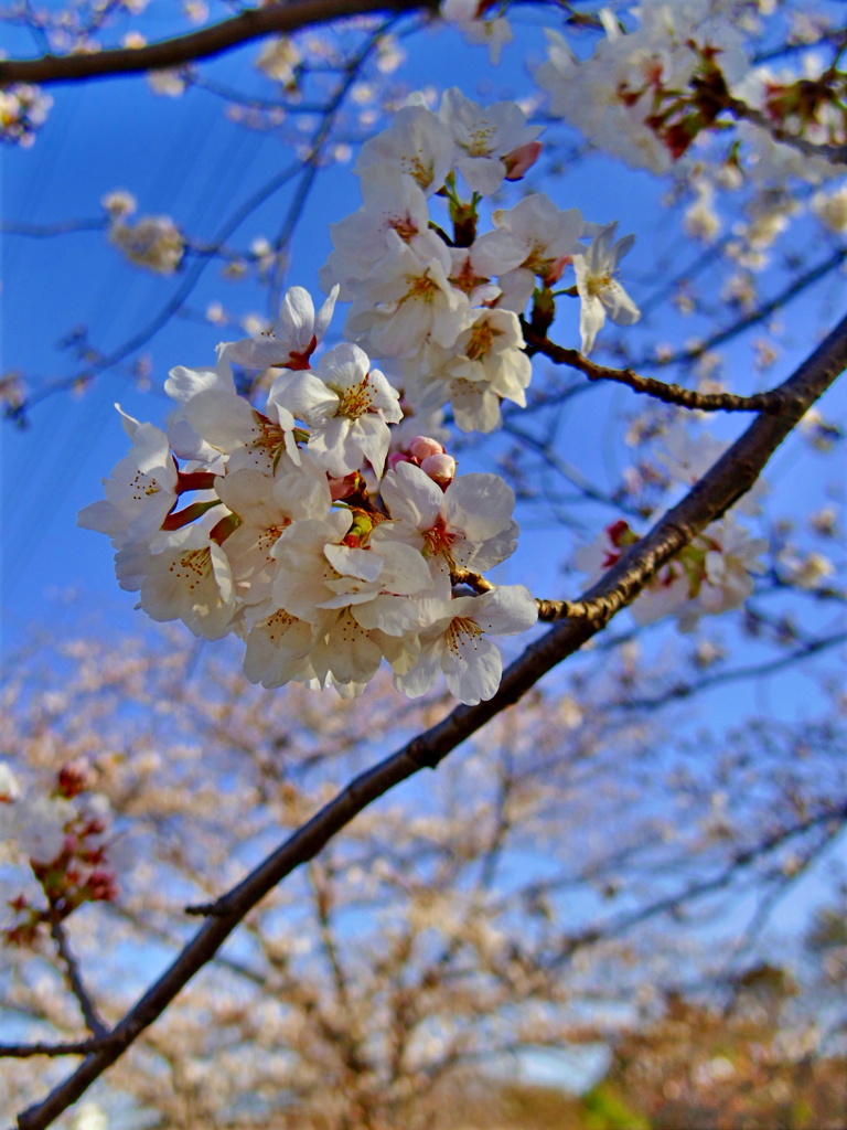 今年初さくら♪