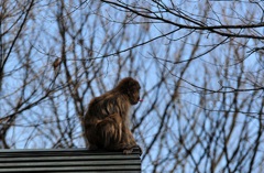 野生のサル