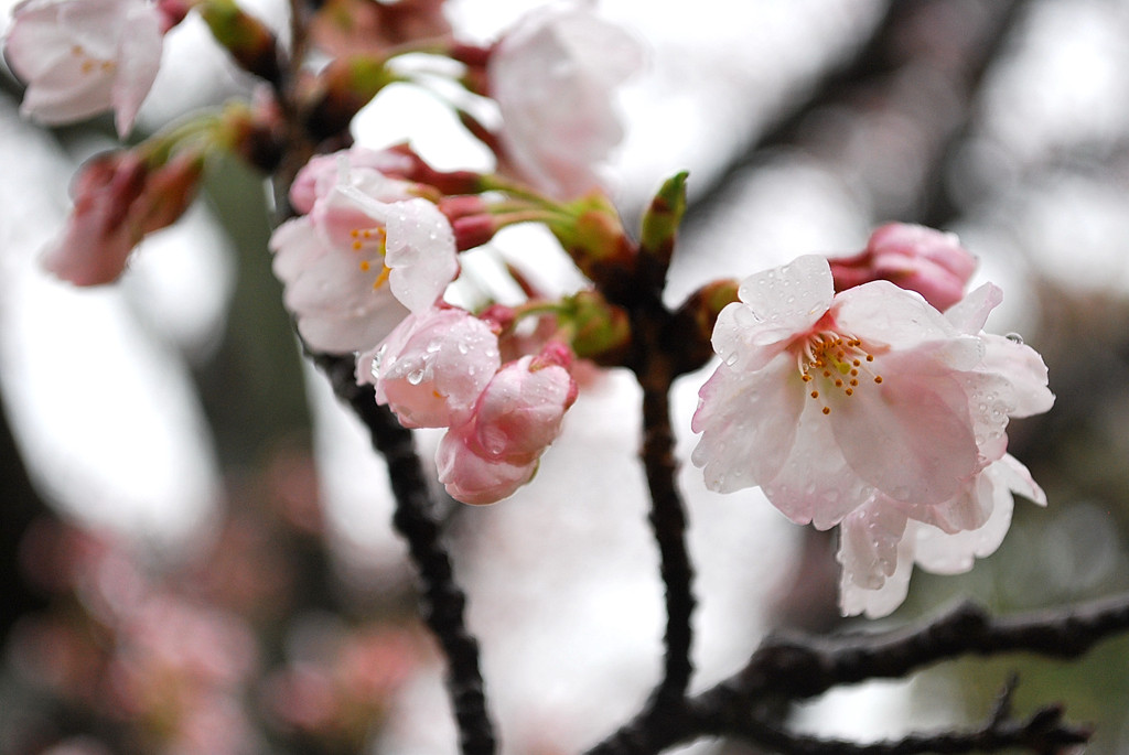 やっと開花