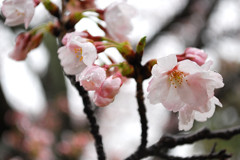 やっと開花