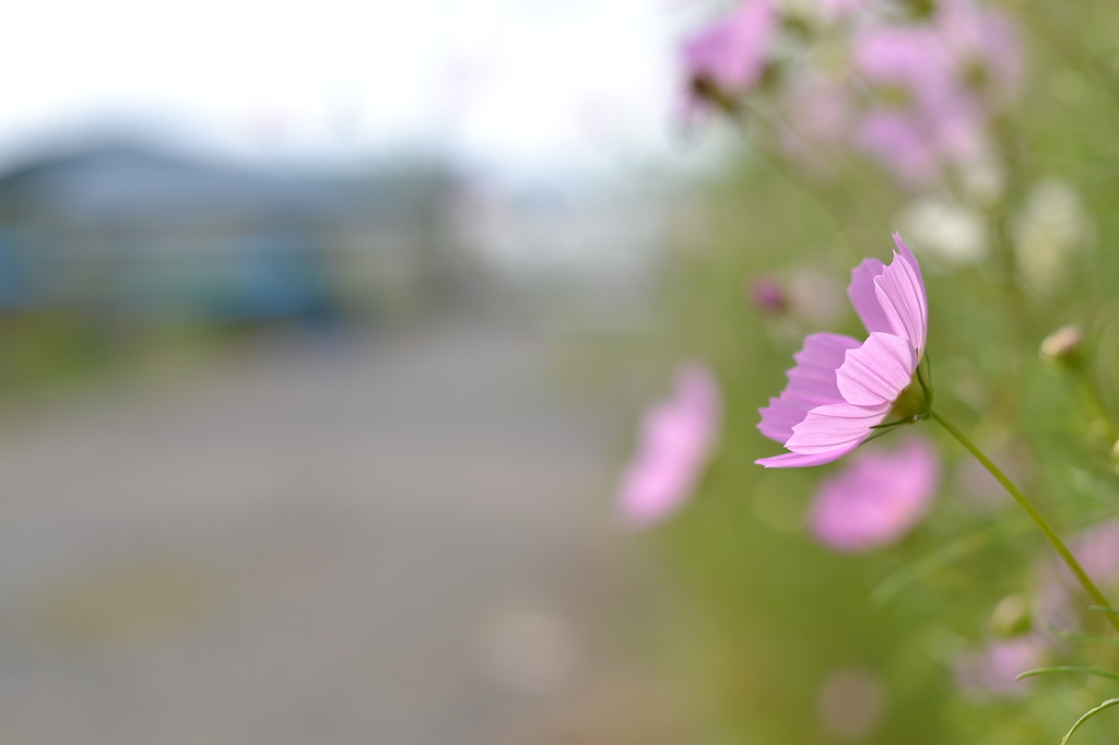 秋色