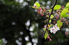 最後の花見…