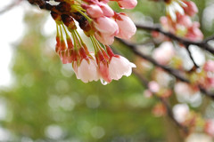 涙