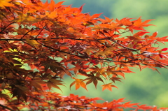 新緑の季節に