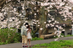 愛桜
