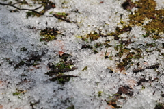最後?の雪