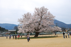 味真野小学校