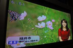 やったー!
