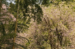 竹と桜と