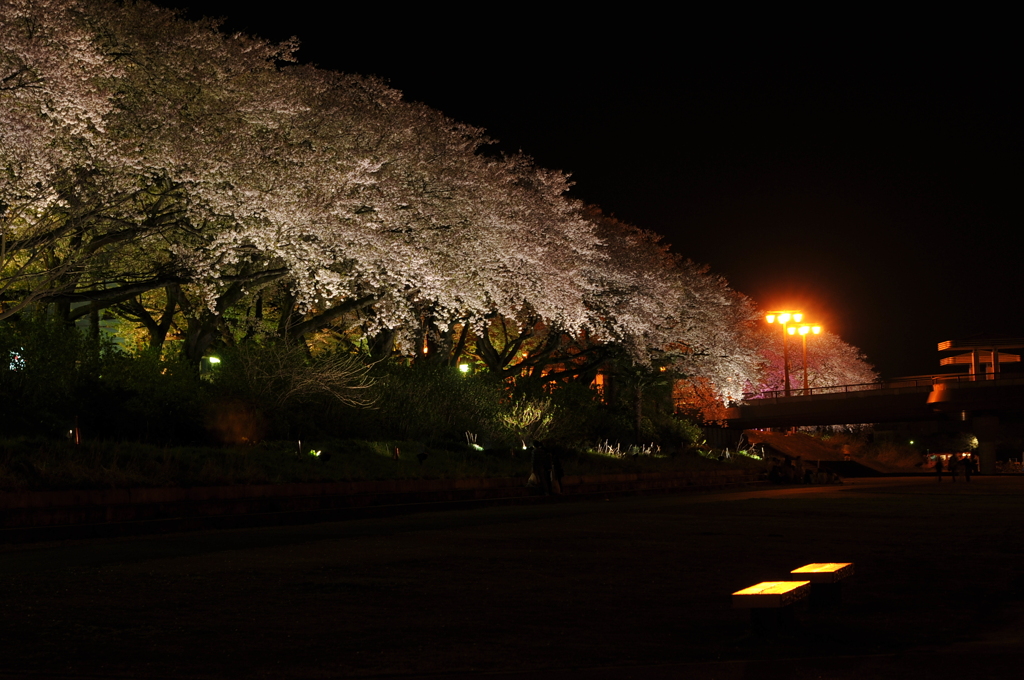 夜桜…その②
