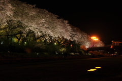 夜桜…その②