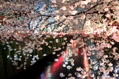 夜桜２