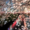 夜桜２