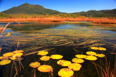 水草