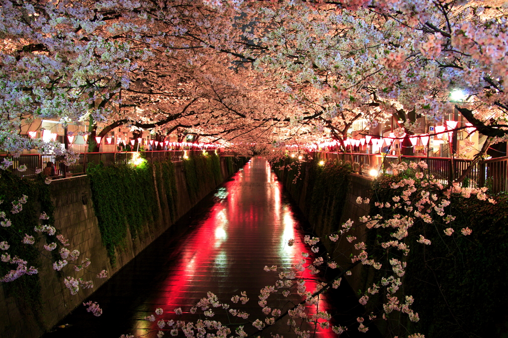 夜桜