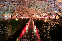 夜桜
