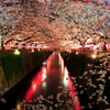 夜桜