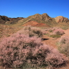 乾燥地の花