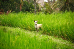 犬