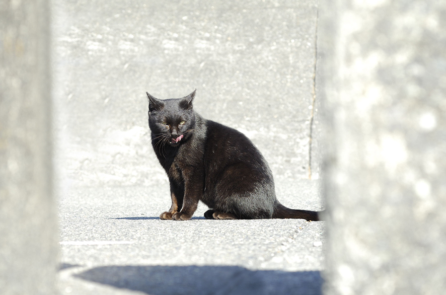 猫は黒猫