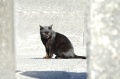 猫は黒猫