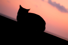 猫