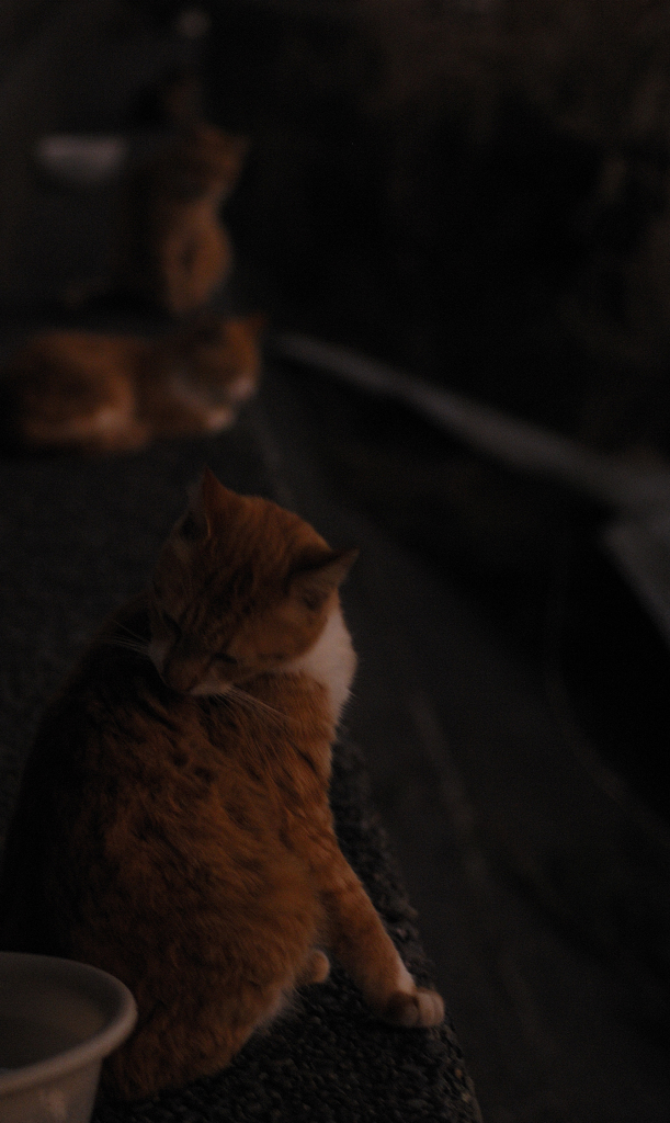 猫