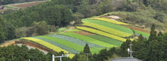 花、野菜