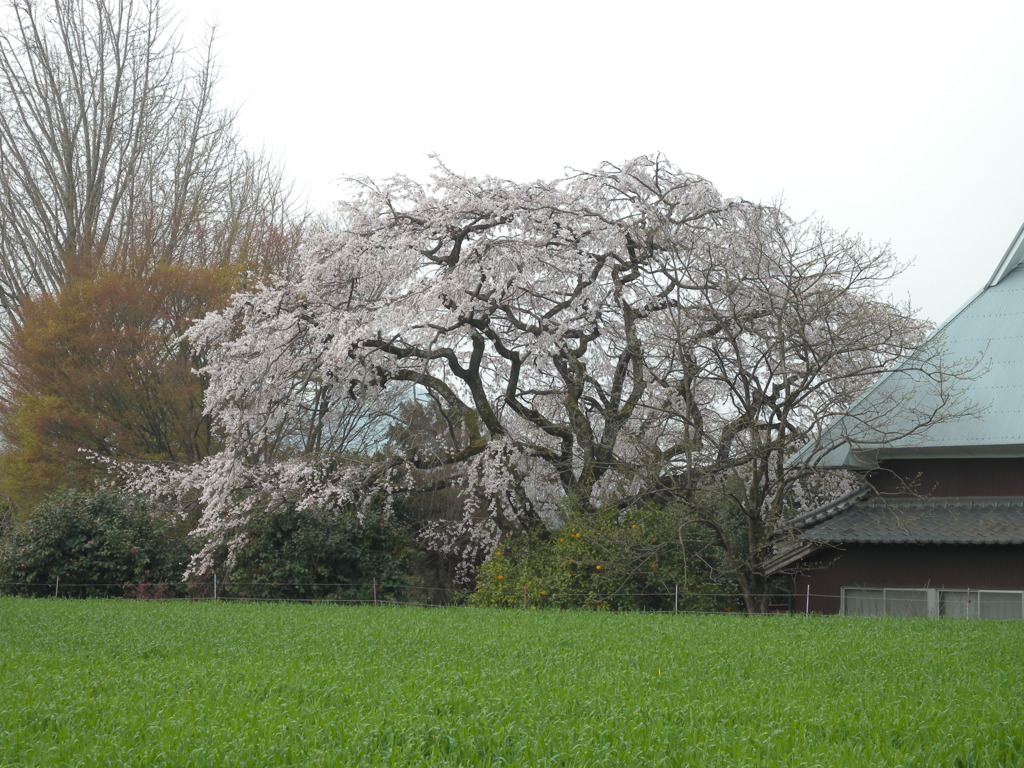 宝珠寺　ヒメシダレ桜
