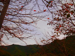 紅葉