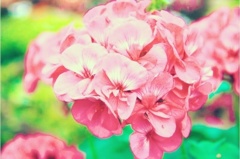 紫陽花