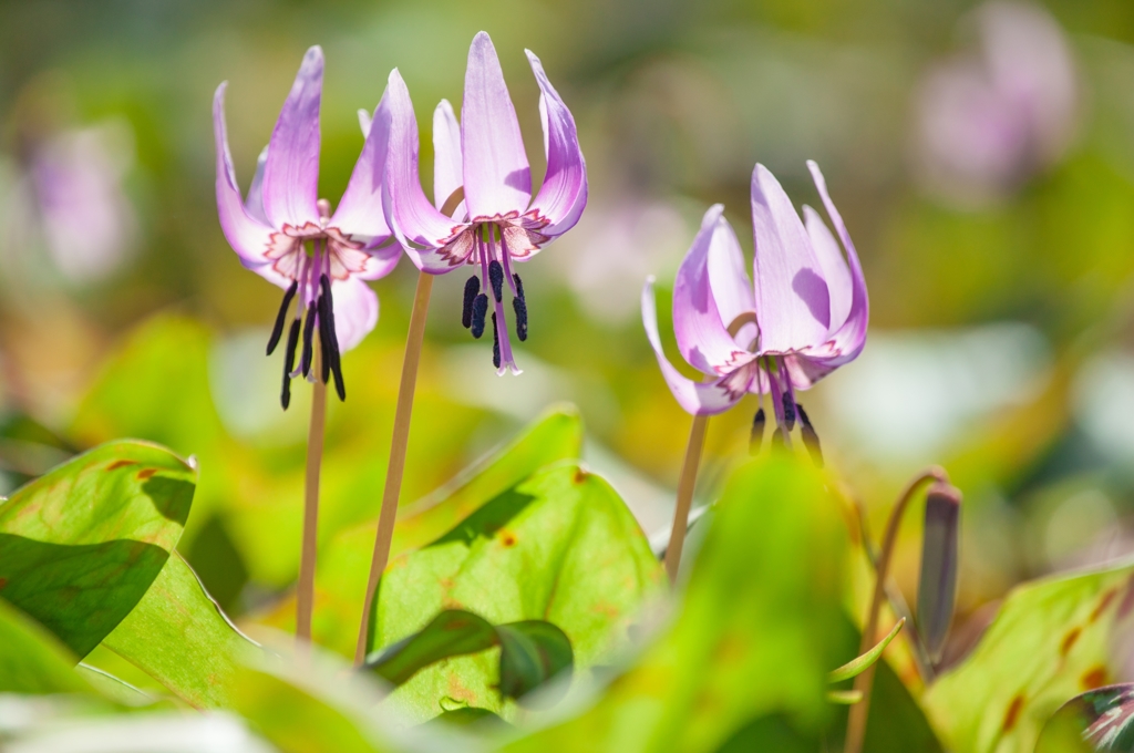 Spring ephemeral