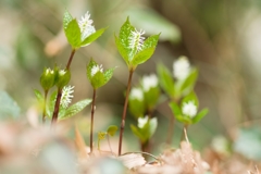 Chloranthus