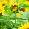 向日葵