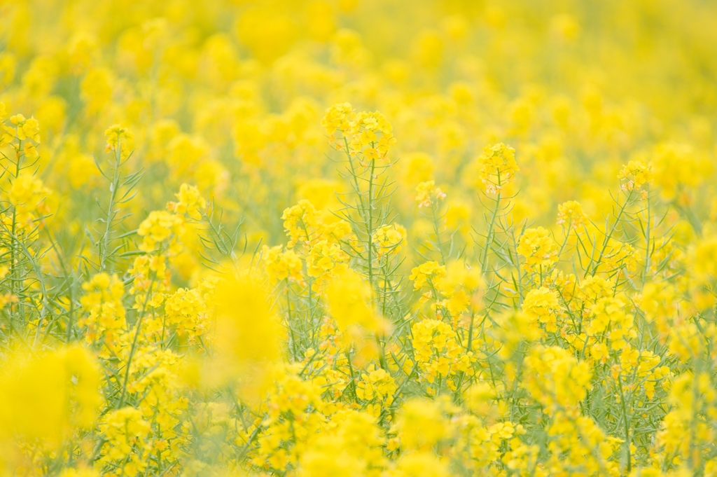 Brassica