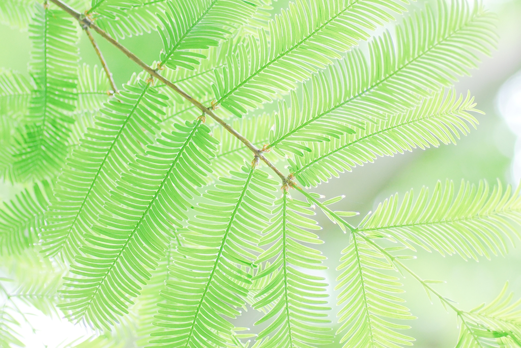 Metasequoia