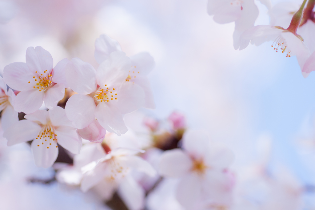 primavera