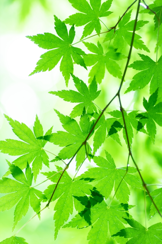 Acer