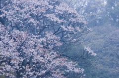 花の雨