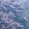 花の雨