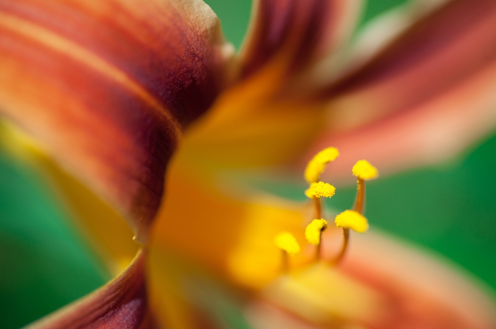 Hemerocallis